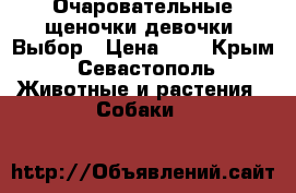 Очаровательные щеночки девочки. Выбор › Цена ­ 1 - Крым, Севастополь Животные и растения » Собаки   